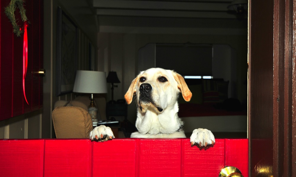 yellow lab looks over the top of an opened, red, Dutch door