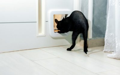 A Door Expert’s Verdict: Is it Good or Bad to Install a Pet Door in Apex, NC?