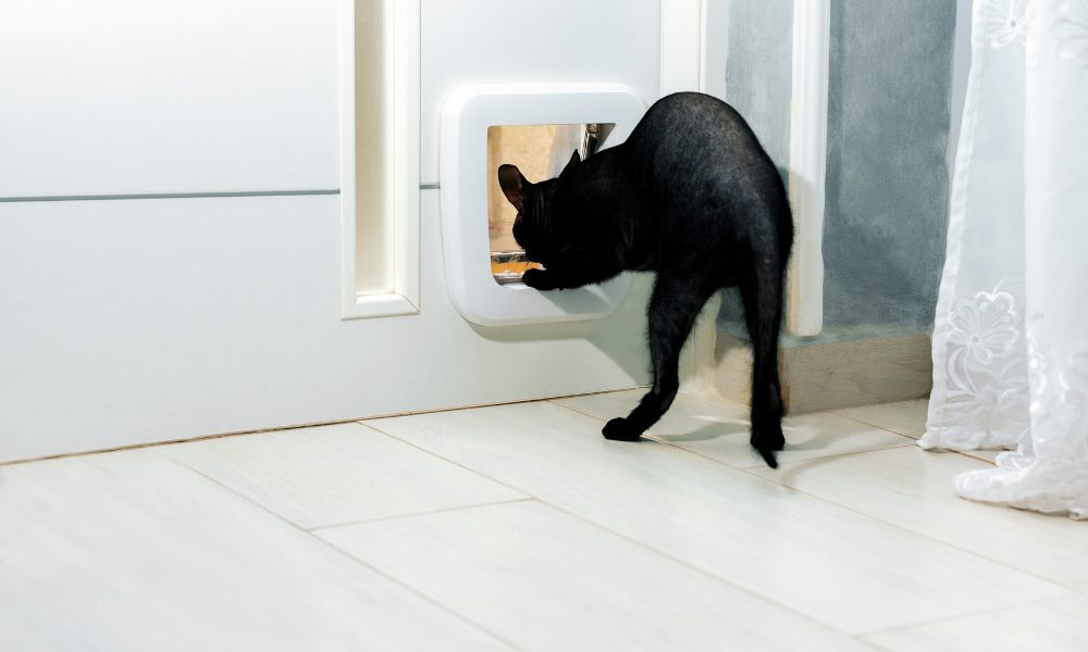 A Door Expert’s Verdict: Is it Good or Bad to Install a Pet Door?
