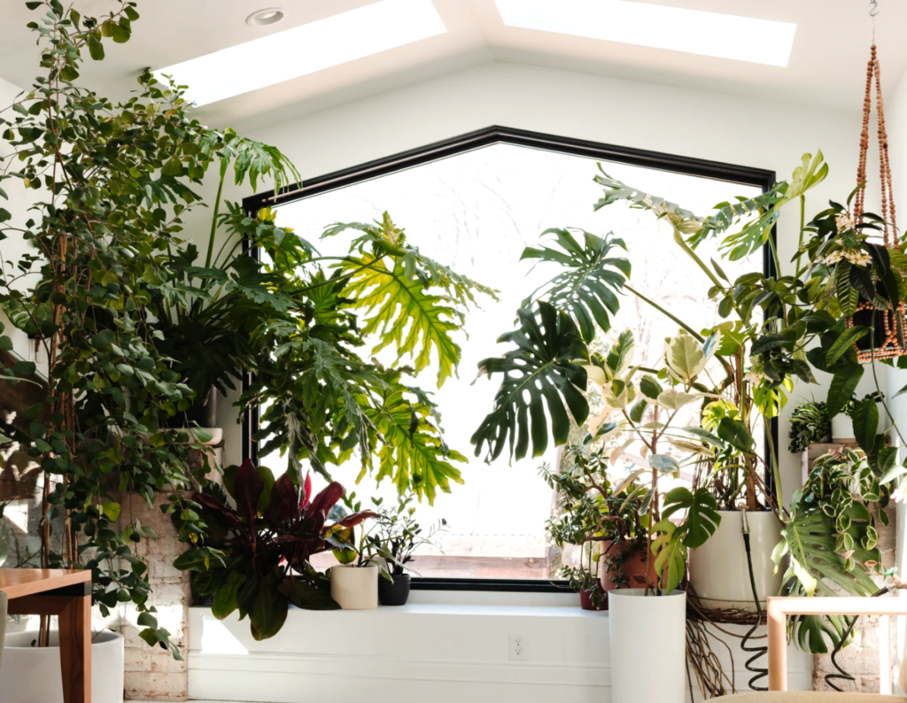 A bright room with windows that follow the roofline pitch and a large window filled with various potted houseplants, including monstera and philodendron, creates a lush indoor garden bathed in natural sunlight.